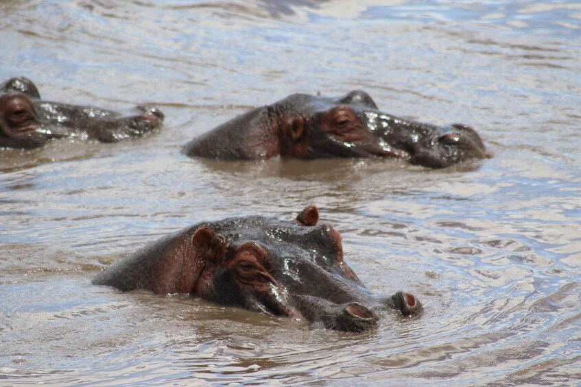 Picture 2 for Activity 3-Day in Paradise, Tanzania Wildlife Safari Experience 2