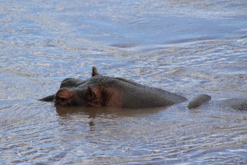 A hippopotamus partially submerged in water. 3