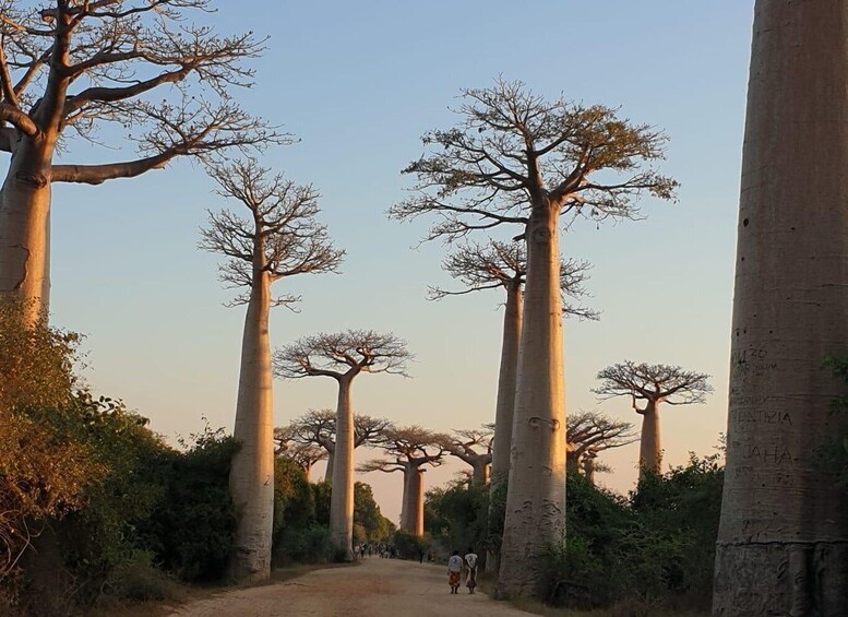 Picture 10 for Activity Morondava: 3-Day Tsingy de Bemaraha and Kirindy Forest Tour 3