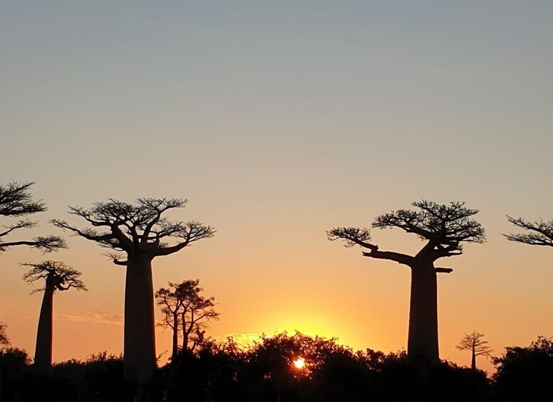 Picture 11 for Activity Morondava: 3-Day Tsingy de Bemaraha and Kirindy Forest Tour 4