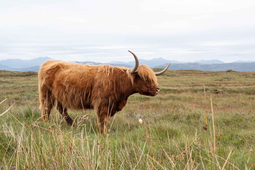 A Highland cow in a grassy field with mountains in the background. 3