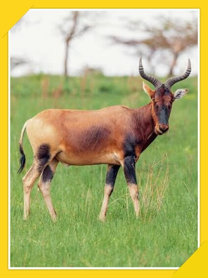 Kudu-antilooppi laiduntamassa ruohikkoisella niityllä, taustalla näkyy puita. 4