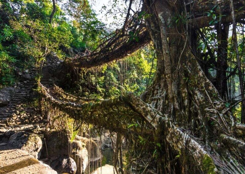 A stone staircase leading up to a tree with extensive roots and moss-covered branches. 3
