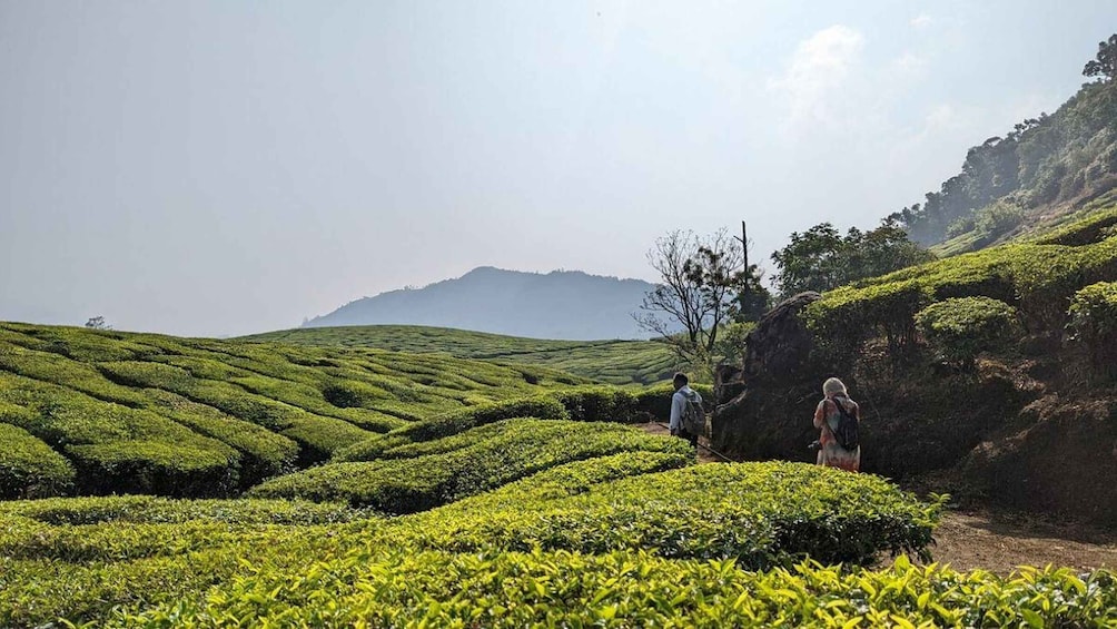 A tea plantation with terraced fields and a mountain in the background. 5
