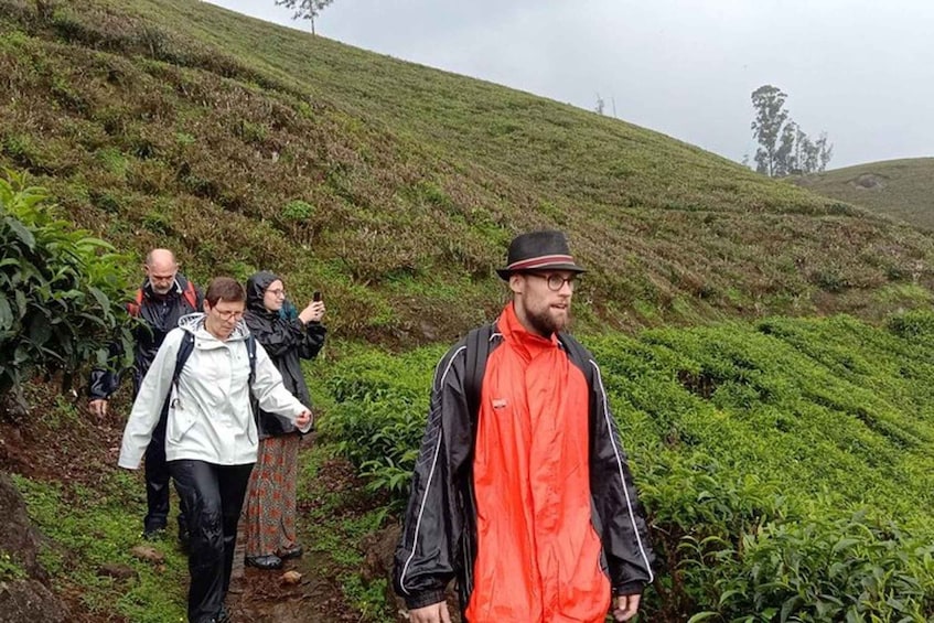 A group of people hiking on a grassy hill with tea plantations in the background. 1