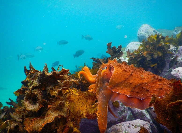 A vibrant coral reef with a prominent orange octopus and various fish swimming around. 4