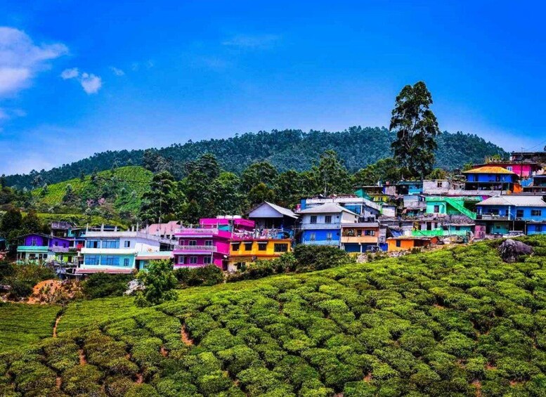 A hillside village with colorful houses and lush green tea plantations. 1