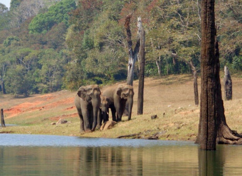 Elephants near a water body surrounded by trees. 2