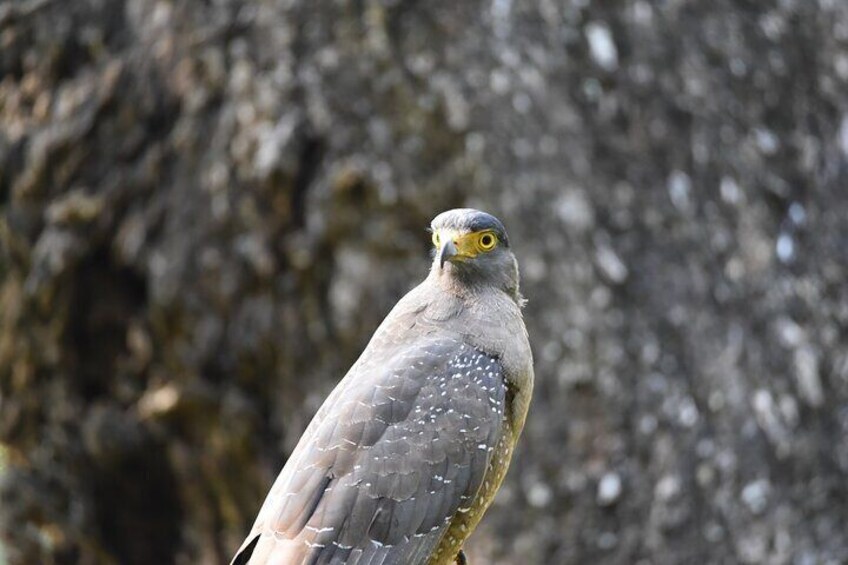 A bird perched on a branch. 4