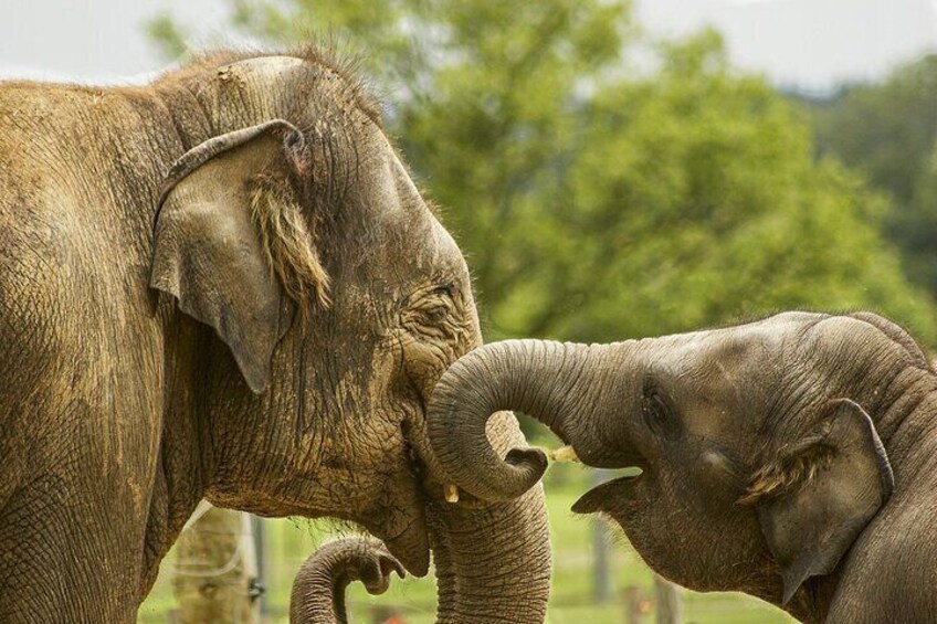 Two elephants, one adult and one juvenile, in a natural setting with trees in the background. 2