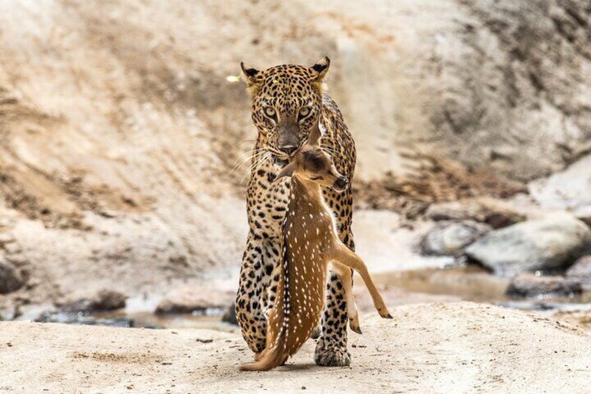 A leopard with a spotted deer in a rocky terrain. 1