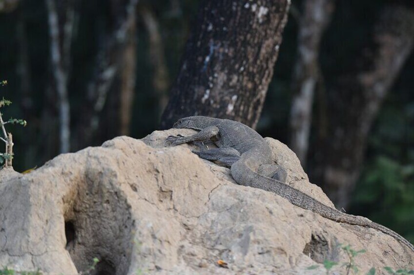 A lizard on a rock with trees in the background. 5