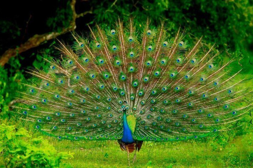 A peacock with its tail feathers fully fanned out in a natural setting. 3