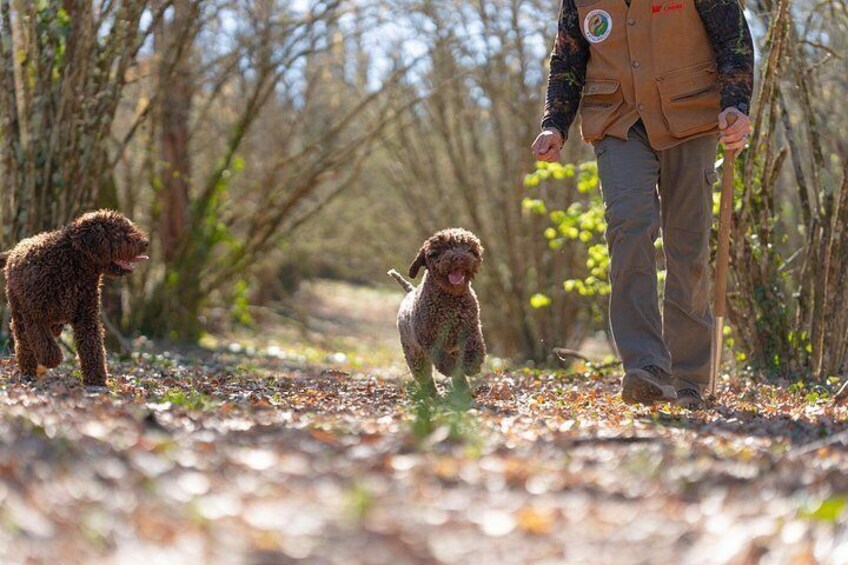 truffle hunting 3