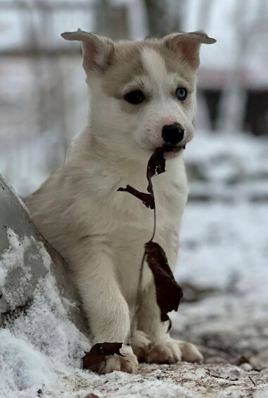 A white dog with a brown leaf in its mouth sitting on a snow-covered ground. 5