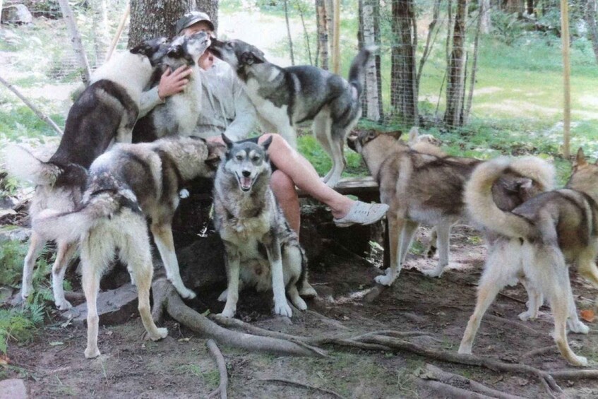 A person sitting among large dogs in a wooded area with a wire fence. 2