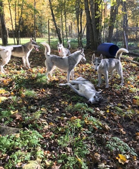 A group of dogs in a wooded area with fallen leaves on the ground. 3