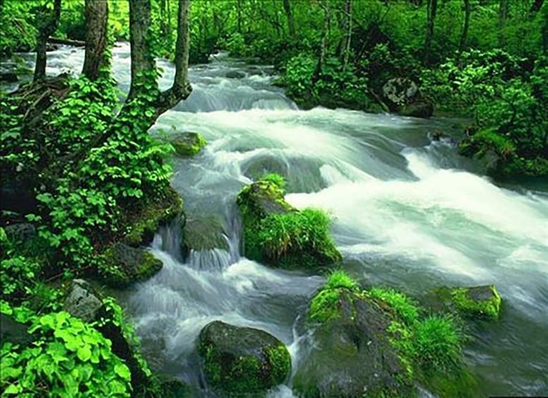 A fast-flowing river with moss-covered rocks and dense green foliage. 2