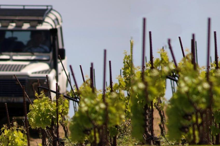 Ein Weinberg mit Rebenreihen und einem Fahrzeug im Hintergrund. 1