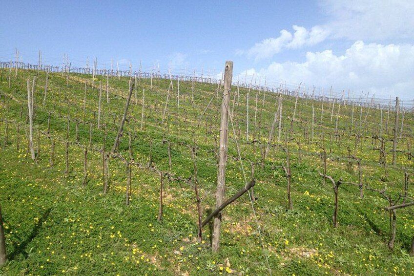 Unchartes Escapes Off-Road Vineyard and Manousakis Winery Tour with Tasting 3