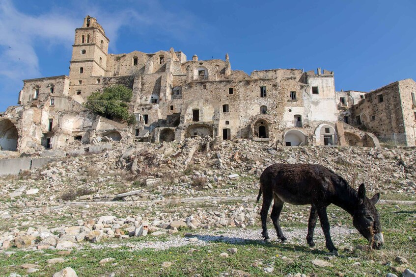 A donkey grazing in front of an ancient, dilapidated building with multiple arches and a bell tower. 1