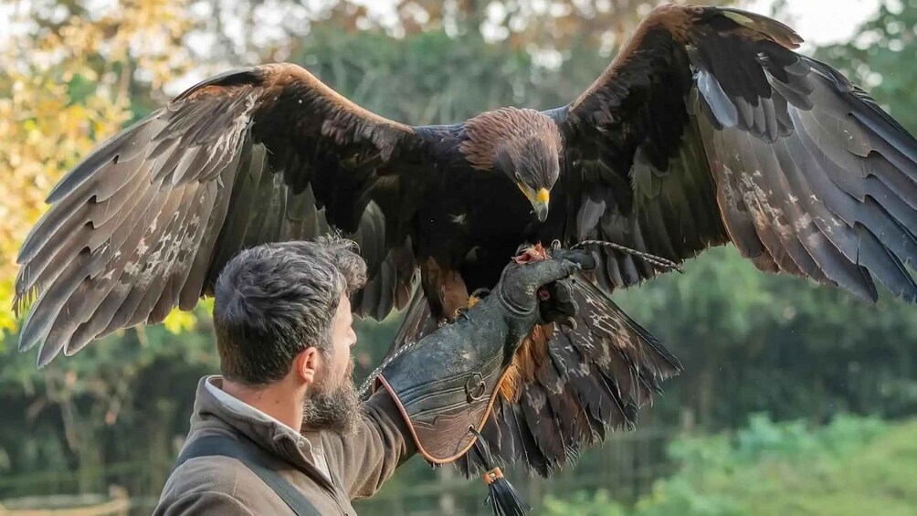 A person holding a bird of prey with outstretched wings. 4