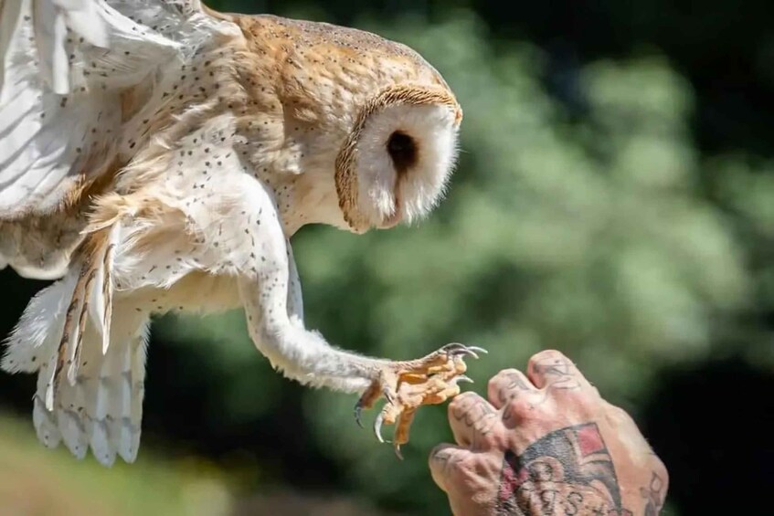 An owl perched on a human hand. 3