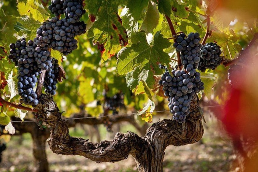 Grapevines with clusters of dark grapes. 3