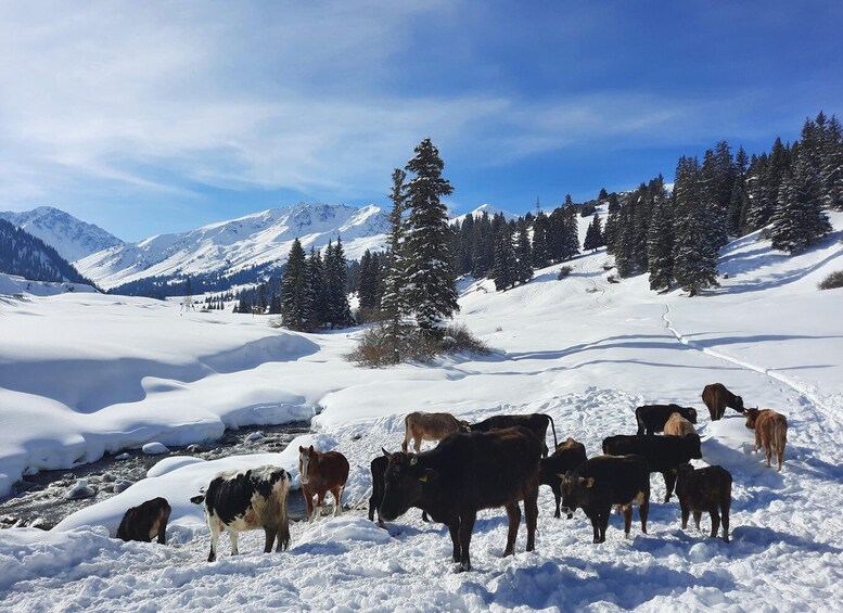 Picture 1 for Activity Ski touring in Kyrgyzstan at Jyrgalan Valley 3