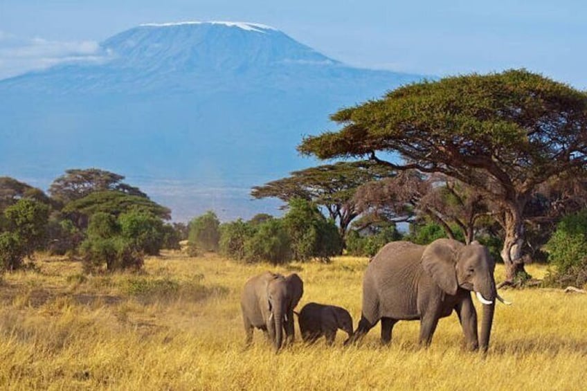 Elephants in a grassy field with a mountain in the background. 1