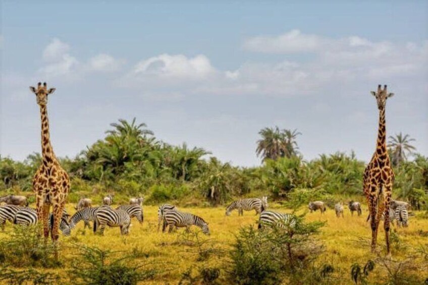A savanna landscape with giraffes and zebras grazing. 4