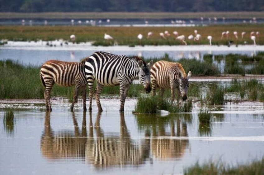 Zebras drinking water in a wetland with flamingos in the background. 5