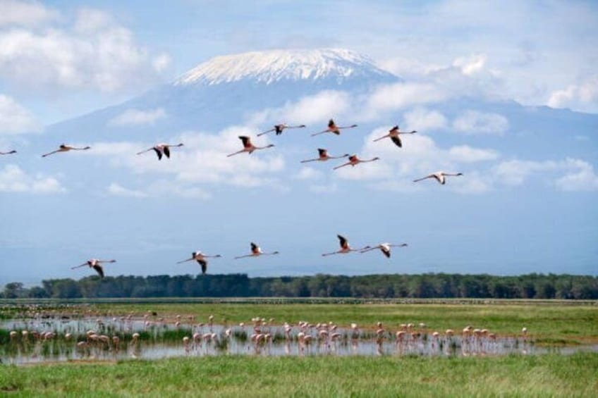 Flamingos in a wetland with a mountain in the background. 3