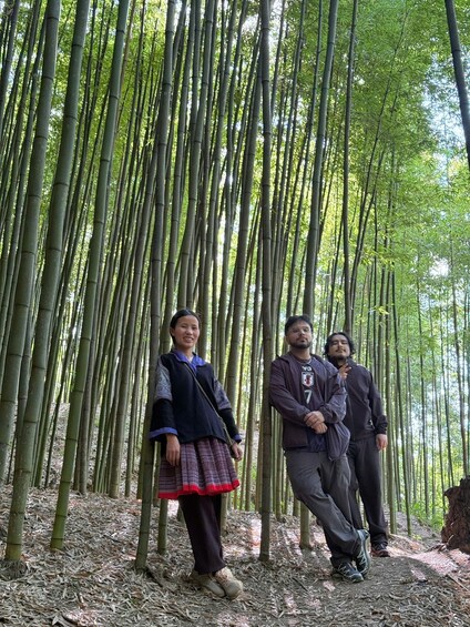 A bamboo forest with three people standing among the trees. 3