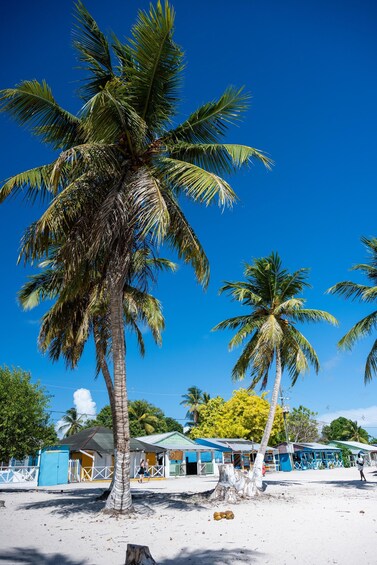A beach with palm trees and small buildings. 2