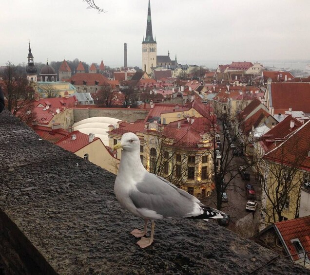 A seagull on a rooftop overlooking a cityscape with red-roofed buildings and a prominent church spire. 4