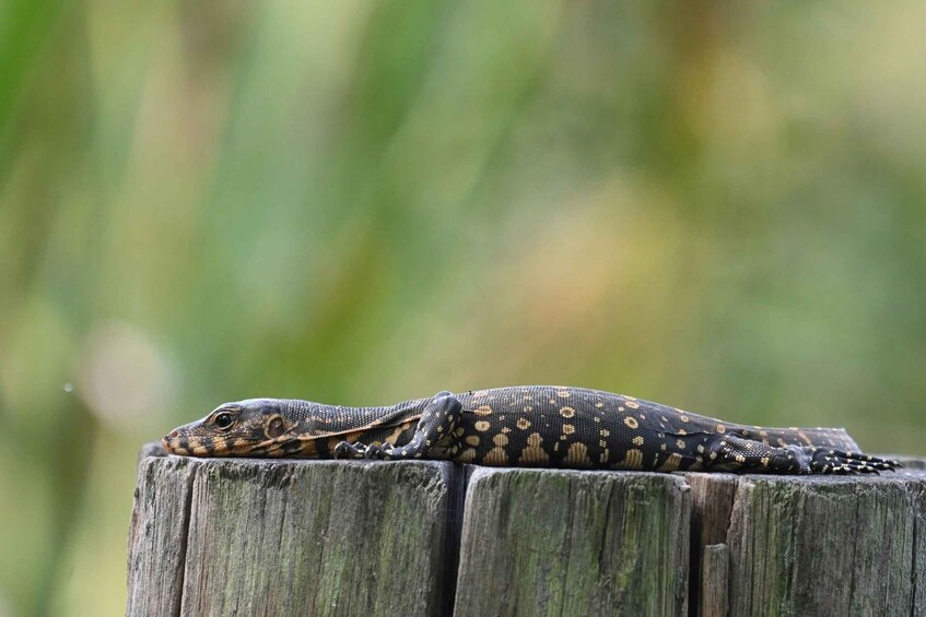 Picture 34 for Activity Koggala Lake Private Boat Safari: Hidden Gems & Wildlife 4