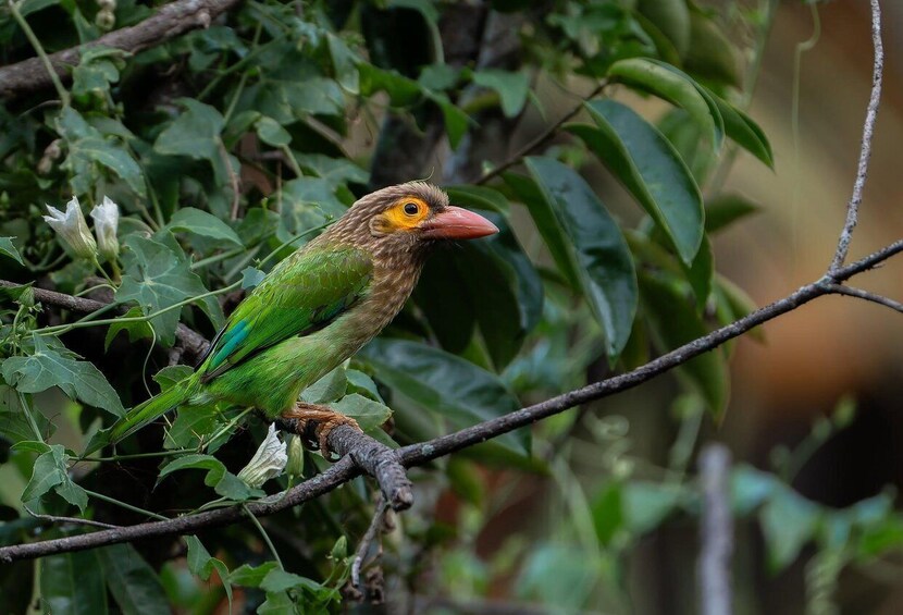 Picture 49 for Activity Koggala Lake Private Wildlife Boat Safari & Cinnamon Island 4
