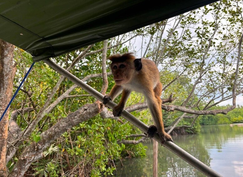 Picture 15 for Activity Koggala Lake Private Boat Safari: Hidden Gems & Wildlife 4