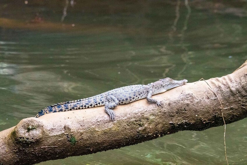 Picture 22 for Activity Koggala Lake Private Boat Safari: Hidden Gems & Wildlife 3