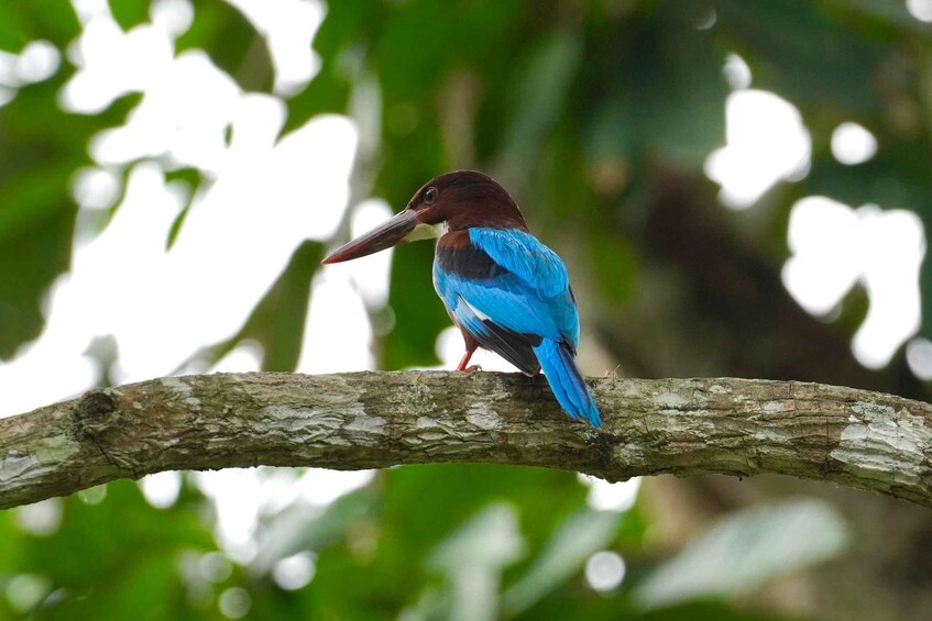 Picture 14 for Activity Koggala Lake Private Wildlife Boat Safari & Cinnamon Island 2