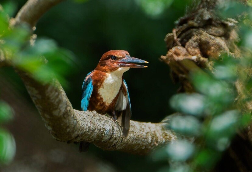 Picture 3 for Activity Koggala Lake Private Wildlife Boat Safari & Cinnamon Island 5
