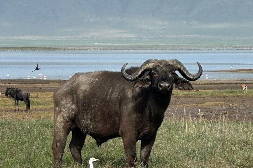 A buffalo in a grassy field with a body of water and birds in the background. 3