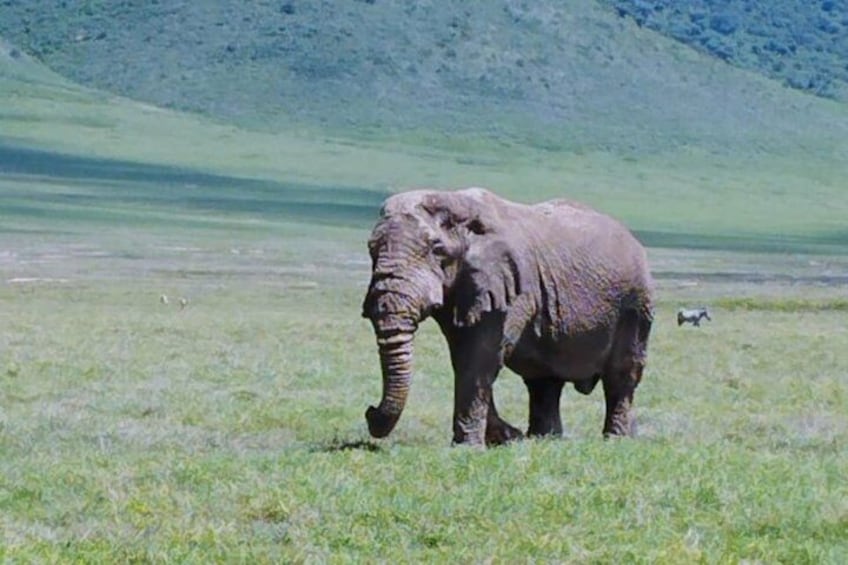 An elephant in a grassy field with a hilly background. 2