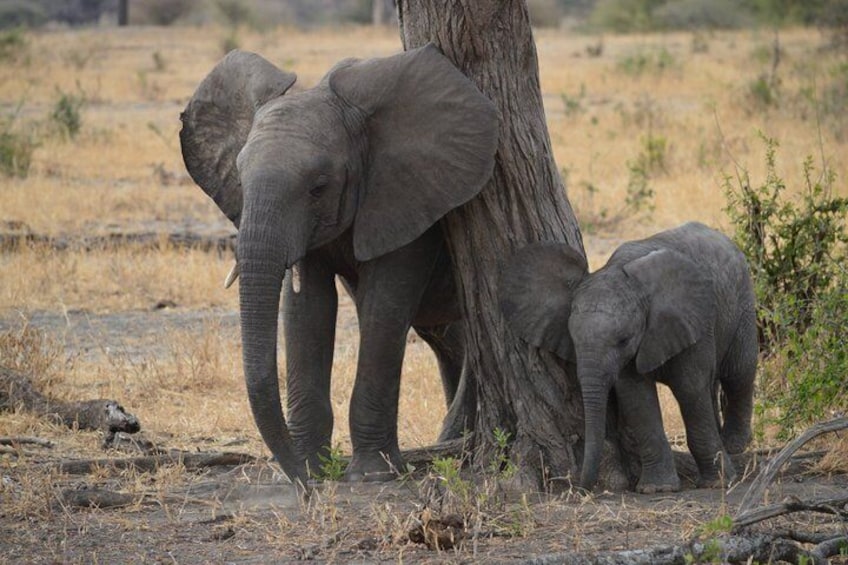 Two elephants near a tree in a dry grassland. 4