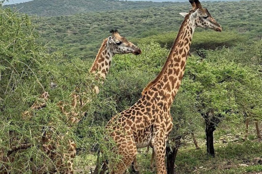 Giraffes in a natural landscape with trees and a hilly background. 5