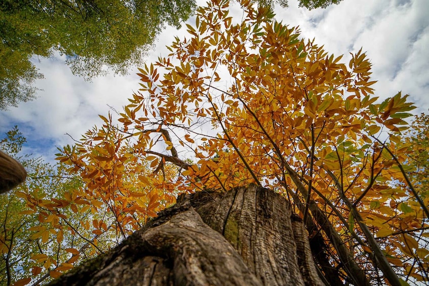 A tree with autumn leaves against a partly cloudy sky. 1