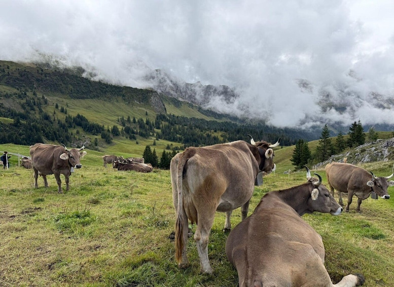 A herd of cows grazing on a grassy hillside with a mountainous backdrop. 1
