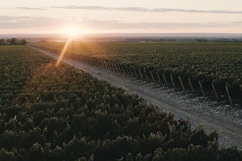 A vineyard with rows of grapevines and a dirt path. 2