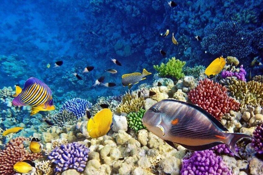 A vibrant coral reef with diverse fish species, including a prominent striped fish and a yellow fish with a black spot. 5